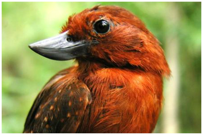 Пахаро (Улыбающаяся птица). Единственная и очень редка птица в мире с перевернутым клювом