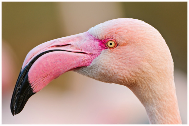 Фламинго. Фламинго своим клювом фильтруют воду - в верхней части ключа есть волоски-фильтры