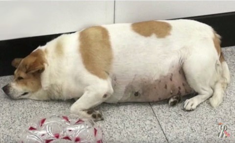 Китае беременная собака оказалась очень толстым кобелём