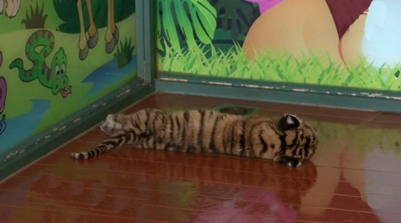 В Гуанчжоу редкостного южно-китайского тигренка впервые показали публике