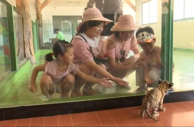 В Гуанчжоу редкостного южно-китайского тигренка впервые показали публике