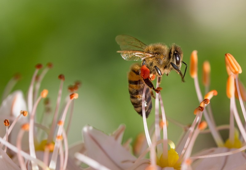 Вымирание медоносных пчёл - апокалипсис близок, как никогда раньше
