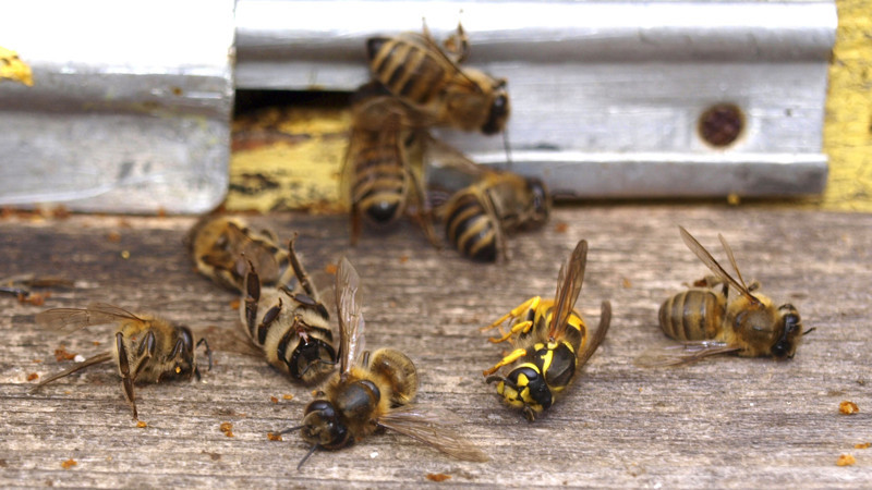 Вымирание медоносных пчёл - апокалипсис близок, как никогда раньше