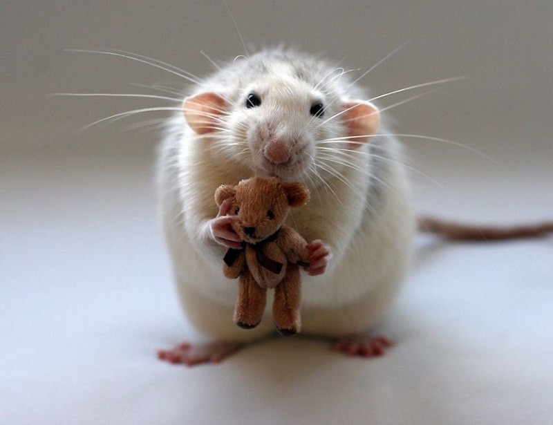 Удивительные факты о крысах
