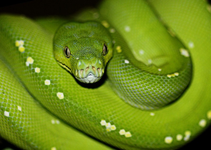 В Австралии обитает 140 видов наземных змей и 32 вида морских