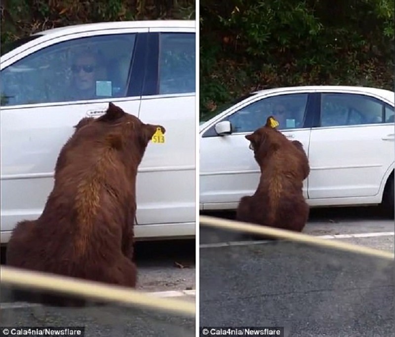 С помощью лап и зубов медведь с легкостью открыл дверь водителя