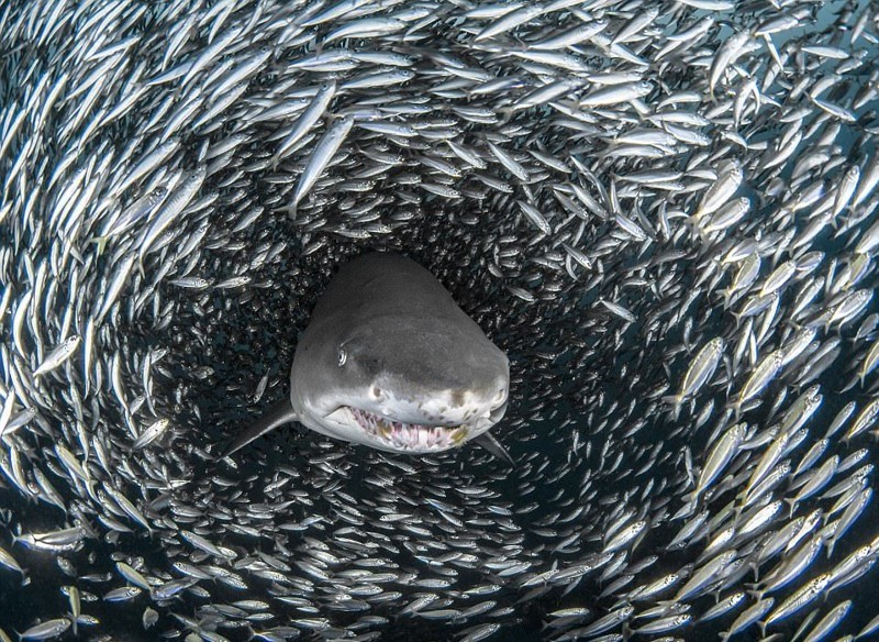 Кадры на миллион: акулы проплывают через косяк рыб