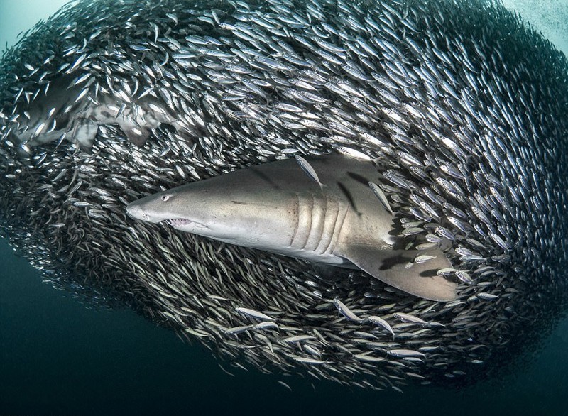 Кадры на миллион: акулы проплывают через косяк рыб