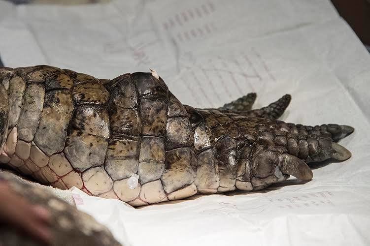 Ветеринару пришлось лечить очень опасного пациента — трёхметрового крокодила