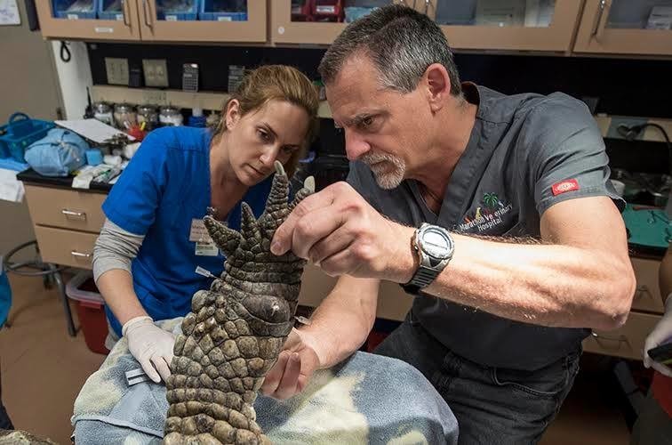 Ветеринару пришлось лечить очень опасного пациента — трёхметрового крокодила