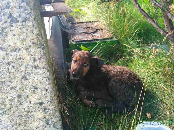 В Калининграде спасли щенка из мазута 
