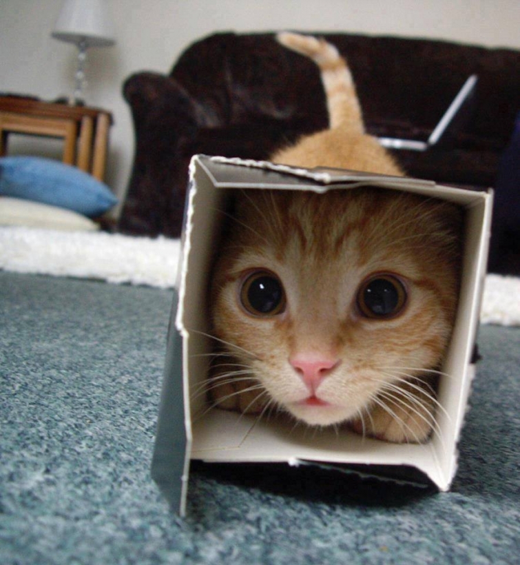 Нет такой коробки, в которую не поместился бы кот