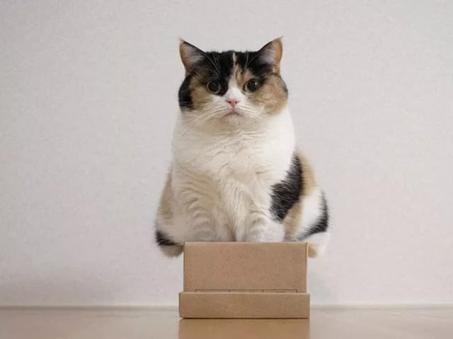 Вы когда-нибудь задавались вопросом: почему коты так обожают коробки?