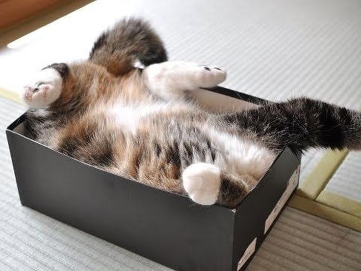 Нет такой коробки, в которую не поместился бы кот