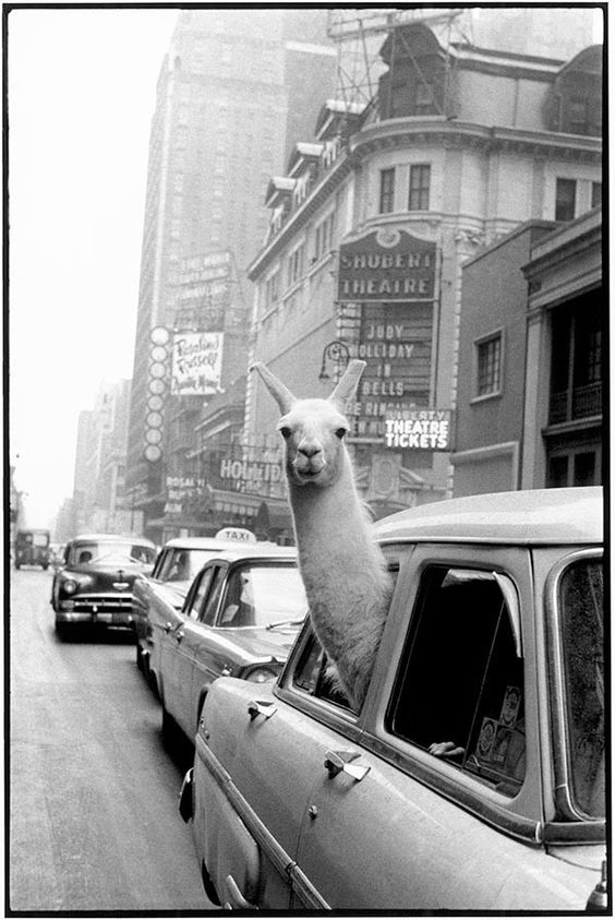 Лама в Нью-Йорке, 1957 год 
