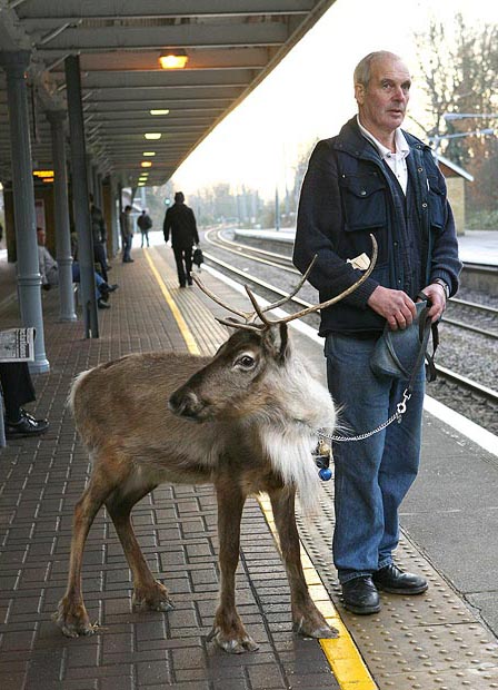 Лось ждет на станции своего поезда 