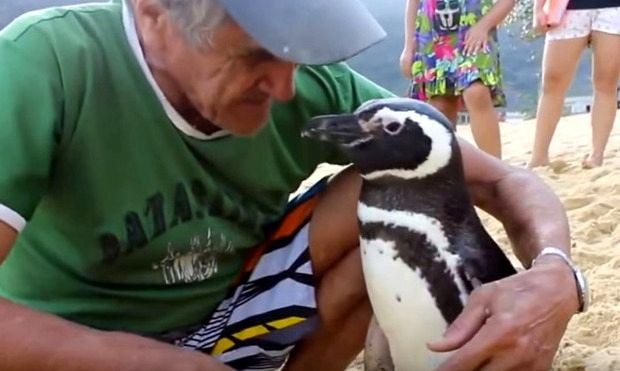 Пингвин проплывает 8000 км каждый год, чтобы увидеть человека, который спас ему жизнь