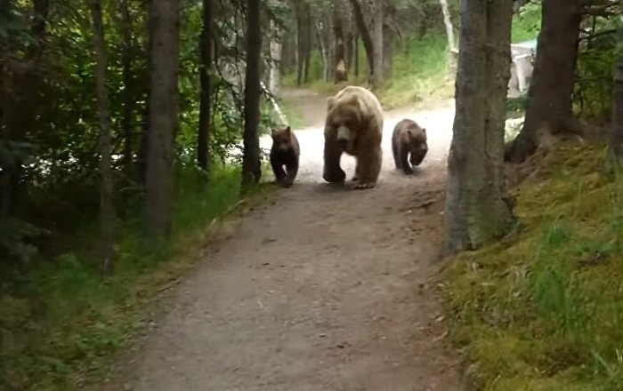 Посмотрите, что происходит, когда турист сталкивается лицом к лицу с тремя медведями