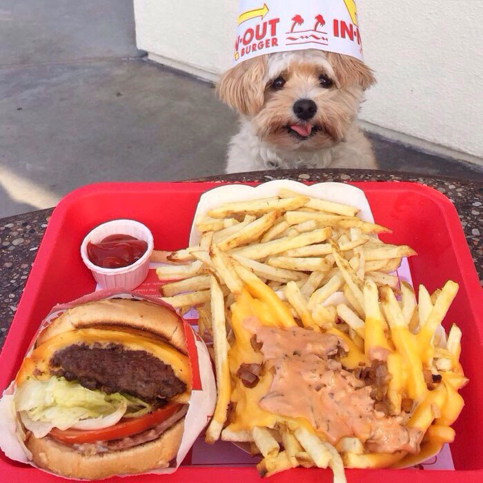 Попай — спасённая собака, чей Instagram* сделал её звездой интернета 