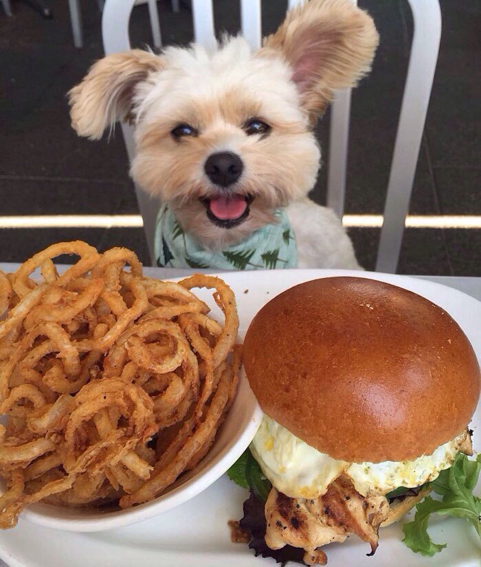 Попай — спасённая собака, чей Instagram* сделал её звездой интернета 