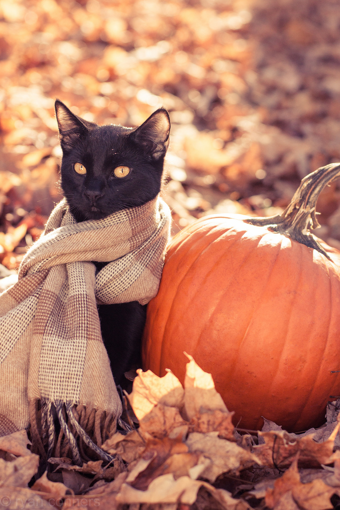 В холодную осень лучше всего греет любовь хозяина и шарф 