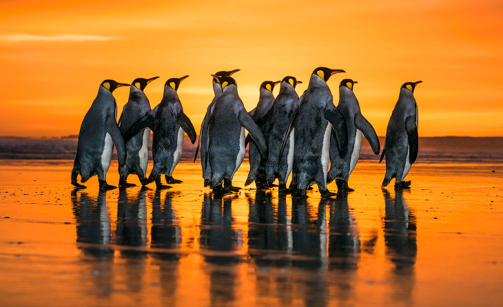 Королевские пингвины на Фолклендских островах 