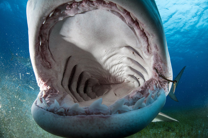 В пасти у тигровой акулы: удивительные кадры