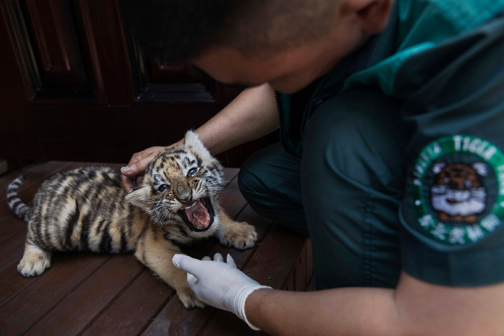 Ферма тигров в Китае