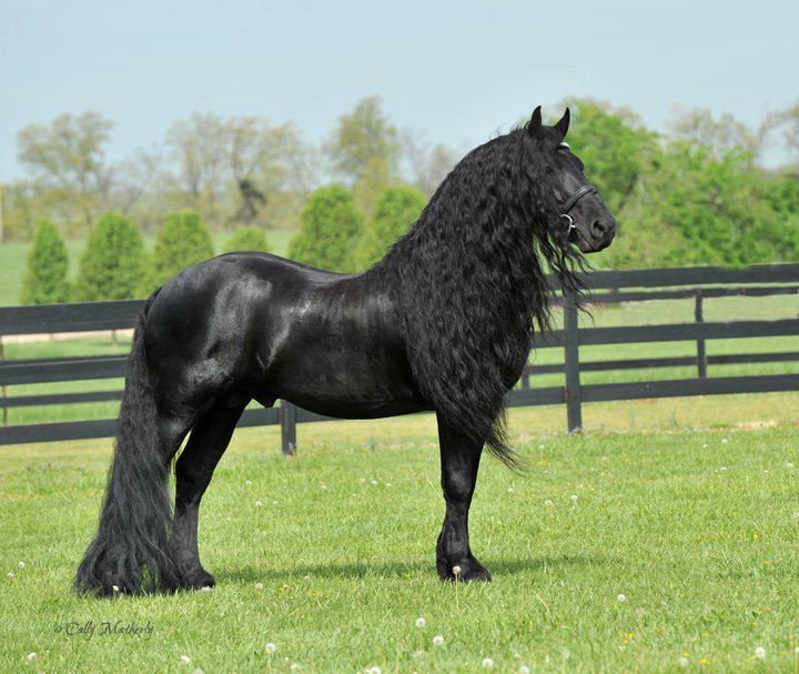 Фредерик Великий — обладатель неофициального титула «самая красивая лошадь в мире»