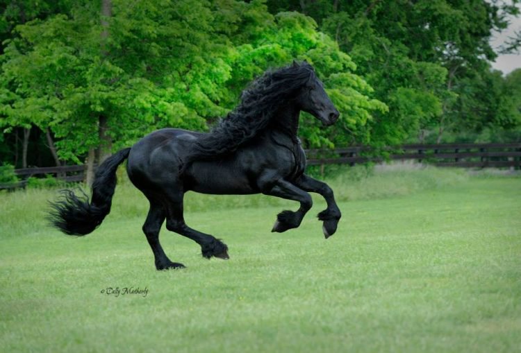 Фредерик Великий — обладатель неофициального титула «самая красивая лошадь в мире»