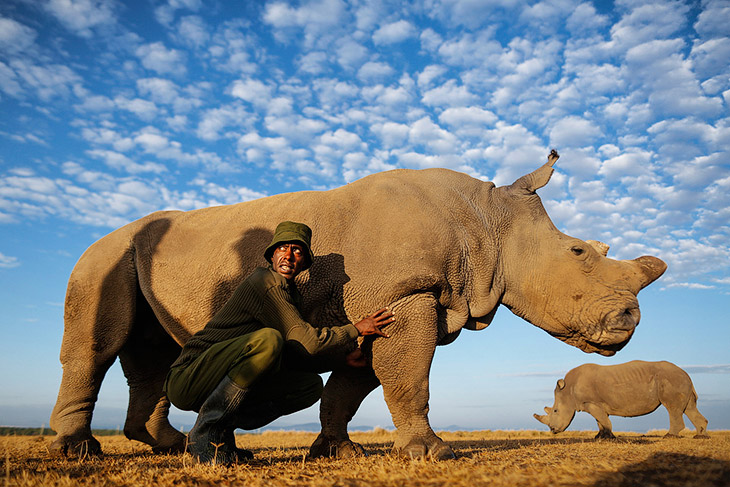 Последний белый носорог на земле 