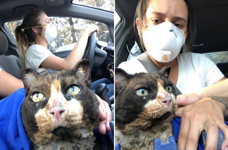 Девушки вернулись на пепелище, что бы спасти своего кота, но вместо этого спасли несколько жизней 