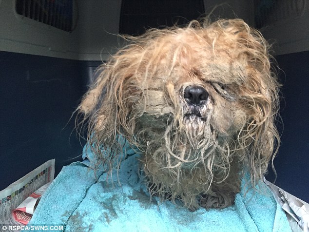 Эта брошенная собака мучилась от свалявшейся шерсти, но добрые люди смогли спасти её