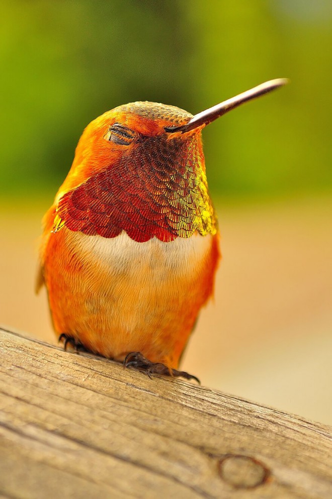 Яркие и удивительные: самые красивые виды колибри 