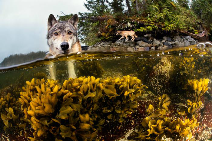 Морские волки:хищники, которые проплывают 12 километров