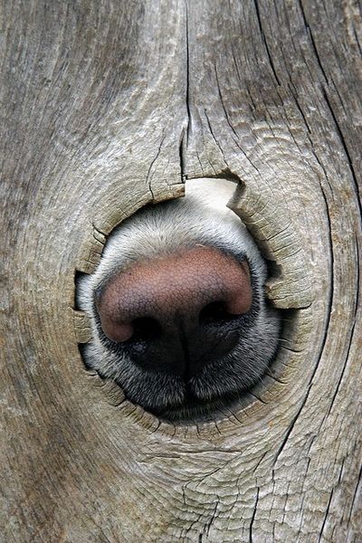 Собака - свой нос везде совака