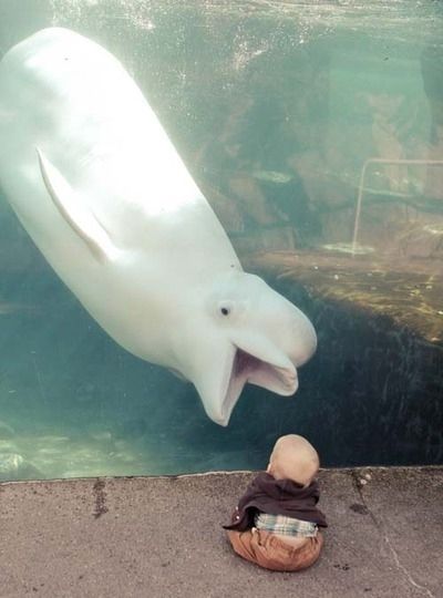 Дельфин развлекает малыша 
