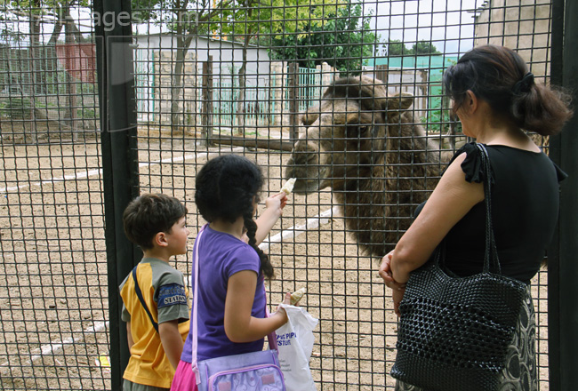 Удивительные примеры дружбы между детьми и животными в зоопарке 