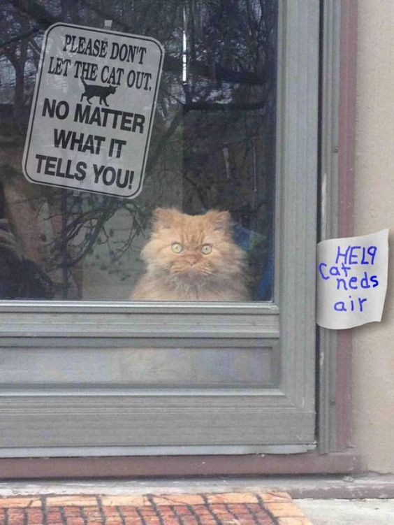 Не выпускайте кота, неважно, что он вам наговорил 