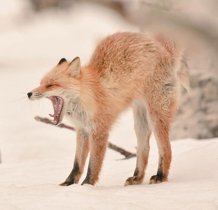 Хоккайдская лисица – подвид обыкновенной лисицы.