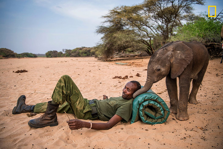 Приют для слонят в Кении 