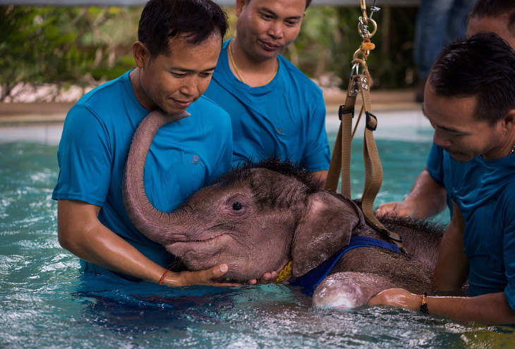 В Тайланде слоника в воде учат заново ходить 