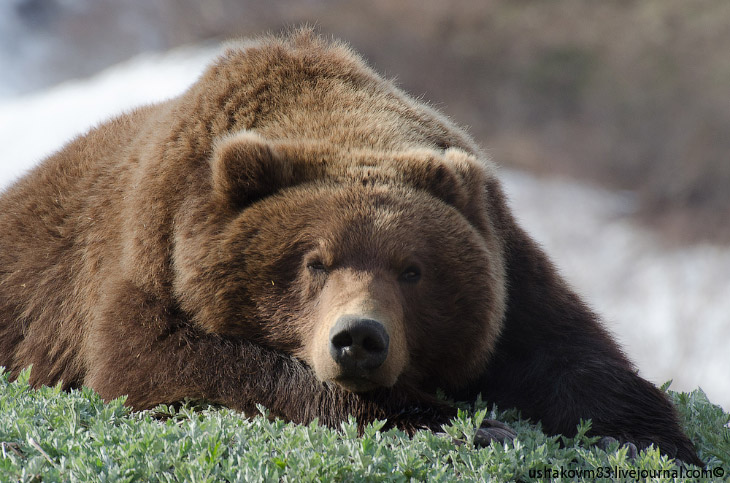 Дикий медведь в Долине гейзеров: фото без прекрас