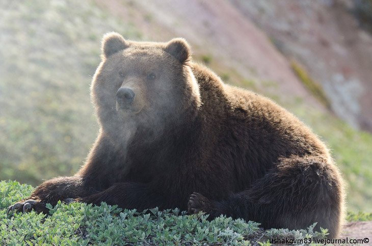 Дикий медведь в Долине гейзеров: фото без прекрас