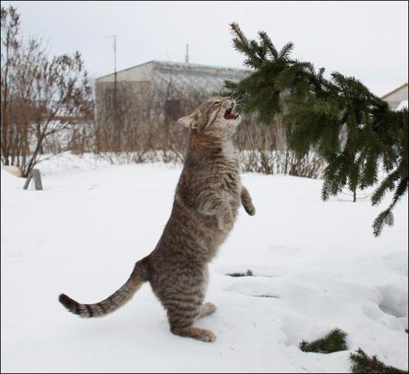 Смена погоды очень интересует кошачьих, они с любопытством изучают новые осадки 