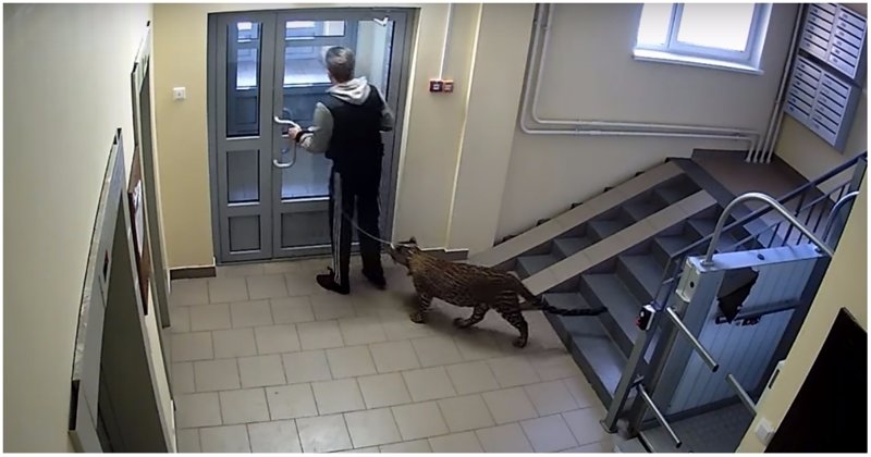 Скрытая камера сняла, как житель многоэтажки выгуливает на поводке своего леопарда