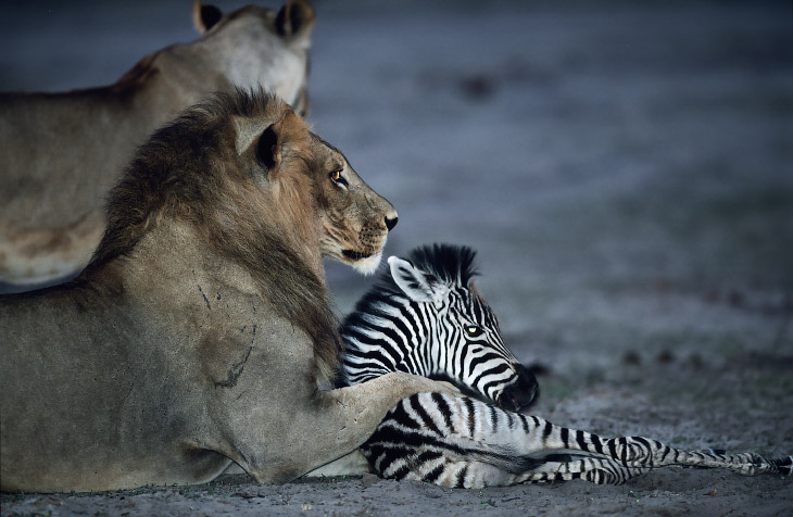 Лев - самый опасный хищник саванны, обнял жеребёнка зебры. 