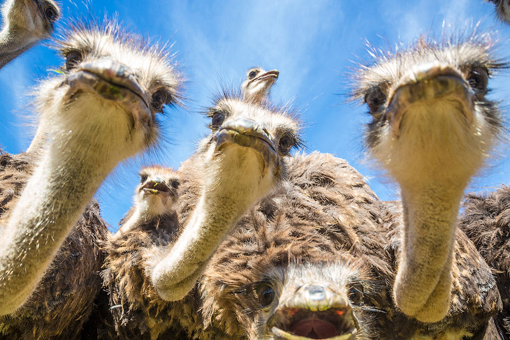 Африканские страусы вблизи: удивительные фото