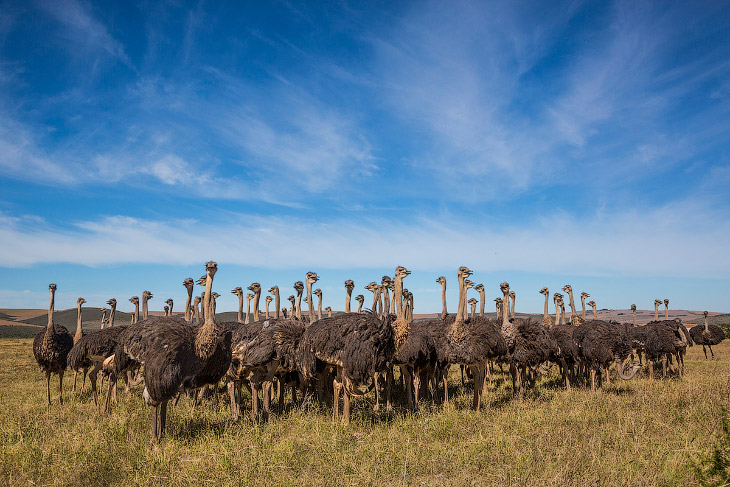 Африканские страусы вблизи: удивительные фото