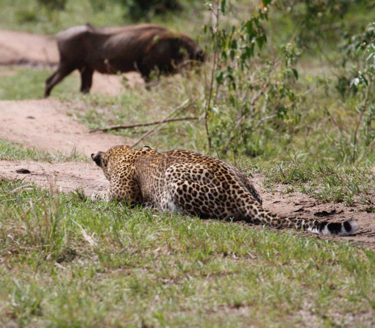 Леопард во время охоты 